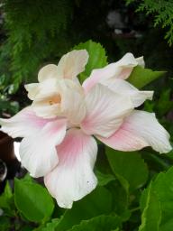 Hibiscus White Kalakaua